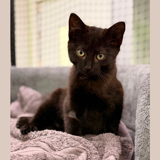 Photo of Nyx 