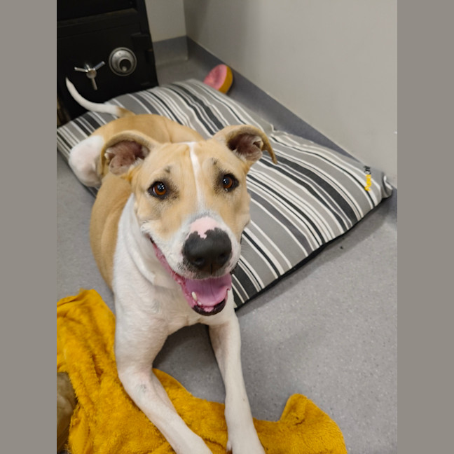 Photo of Bella (Shela)