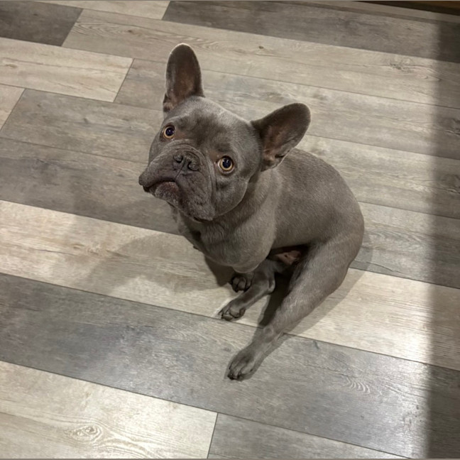 Photo of Theo   4 Year Old French Bulldog