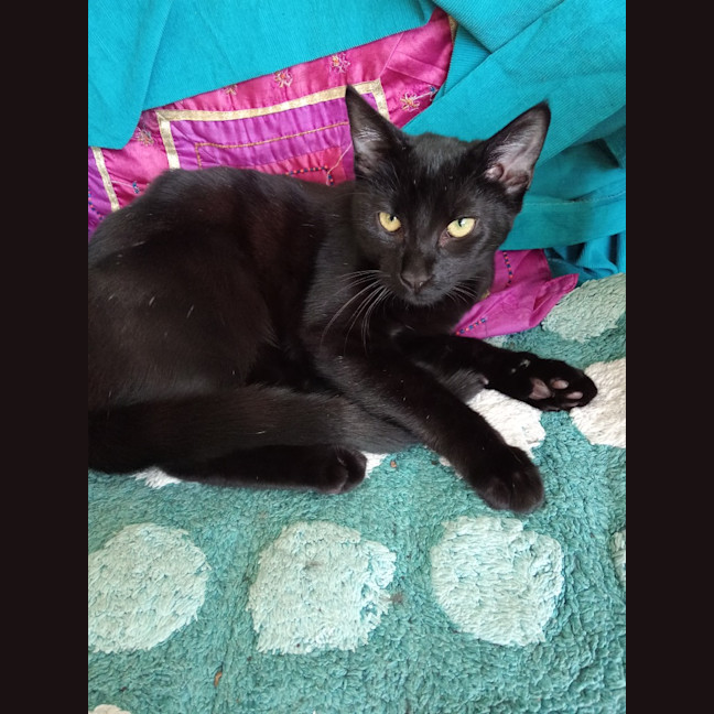 Photo of Nehira