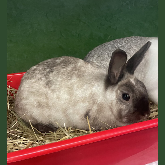 Photo of Tabitha (Bonded To Penny)