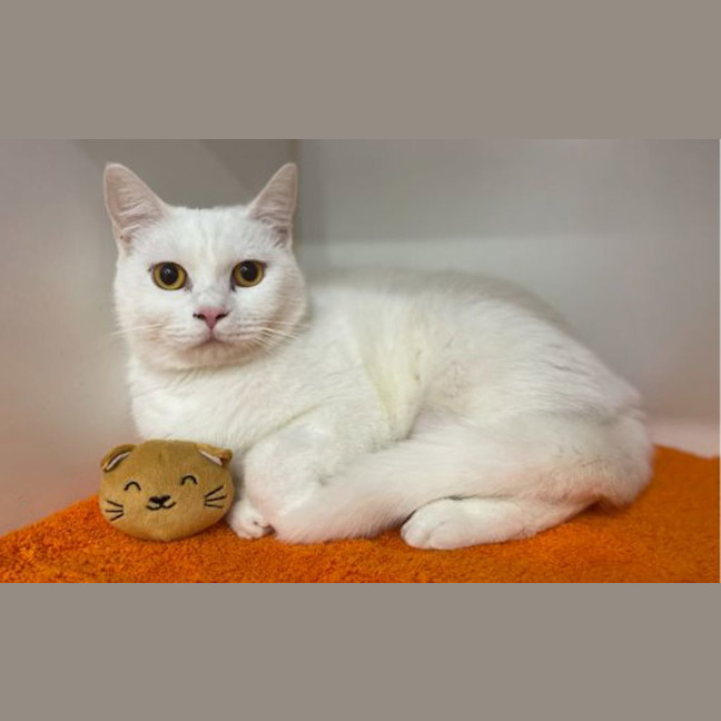 Photo of Daisy