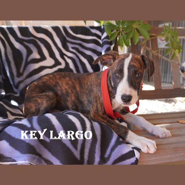 Photo of Key Largo