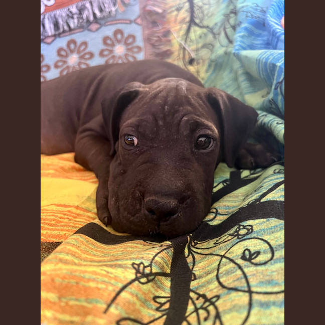 Photo of Lj (Lucille Junior)