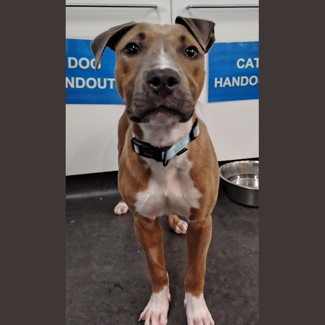 Photo of Hank
