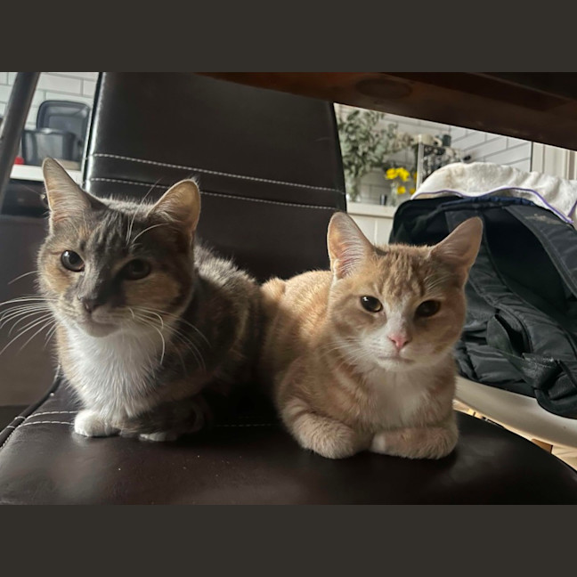 Photo of Purrl & Punchy