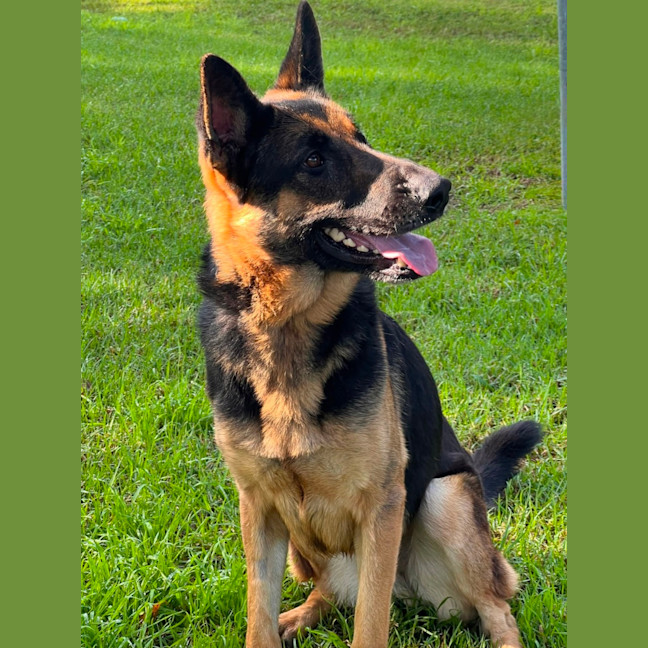 Photo of Bluey