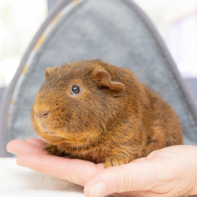 Photo of Wombat