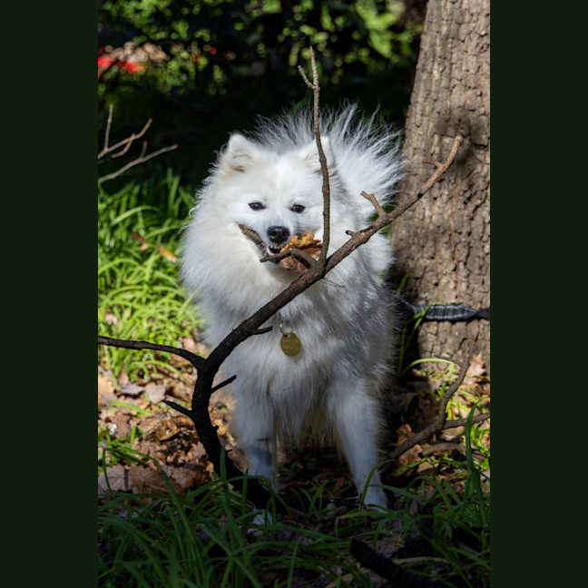 Photo of Tsuki