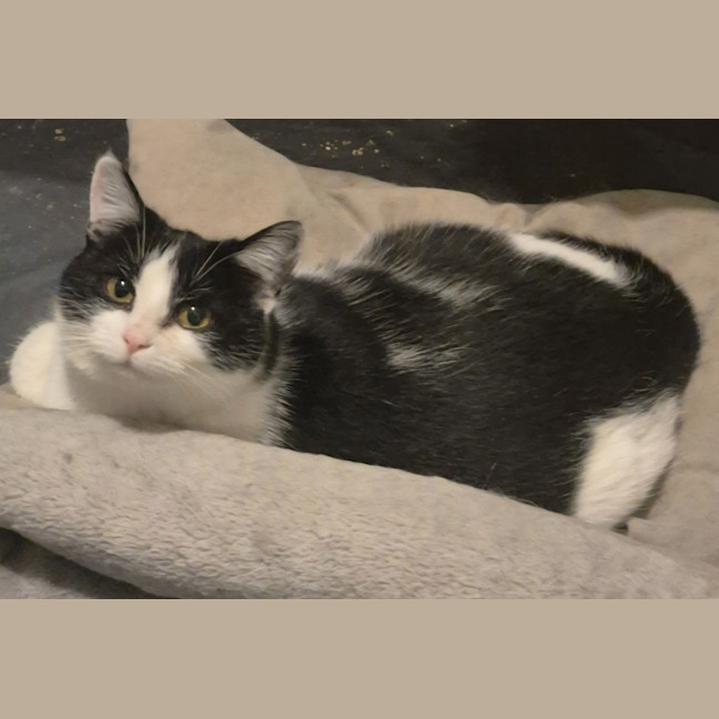 Photo of Luna