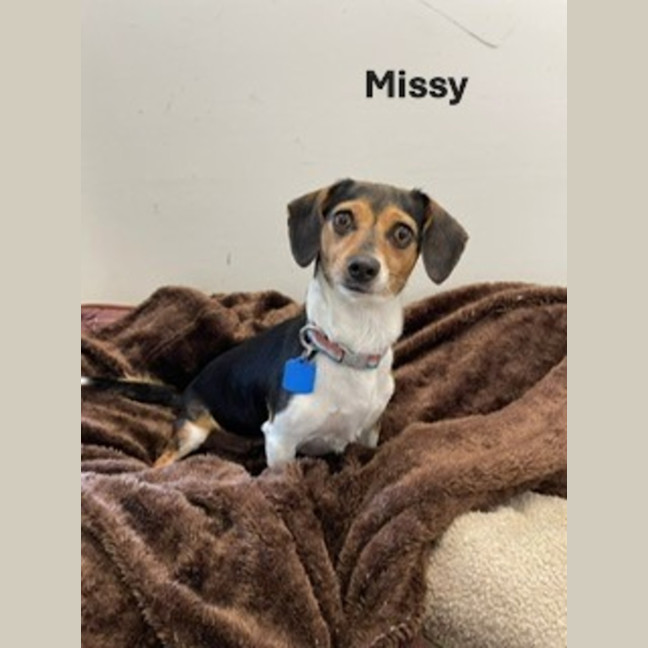 Photo of Baxter And Missy