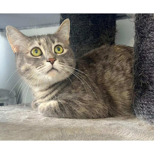 Photo of 9657   Moon