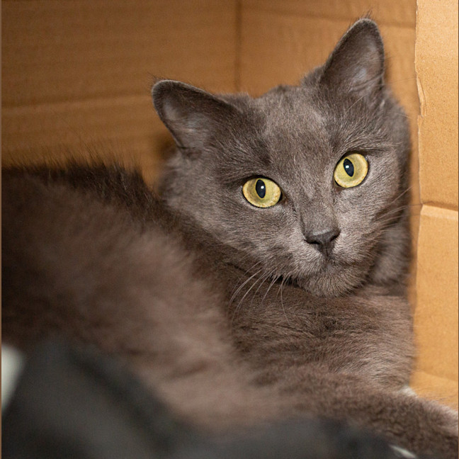 Photo of Fluffy