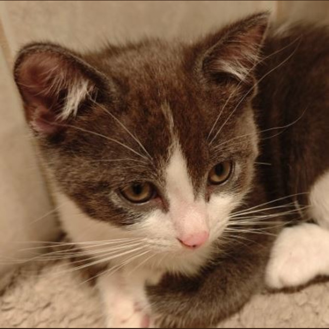 Photo of Max