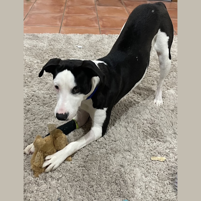 Photo of Oscar