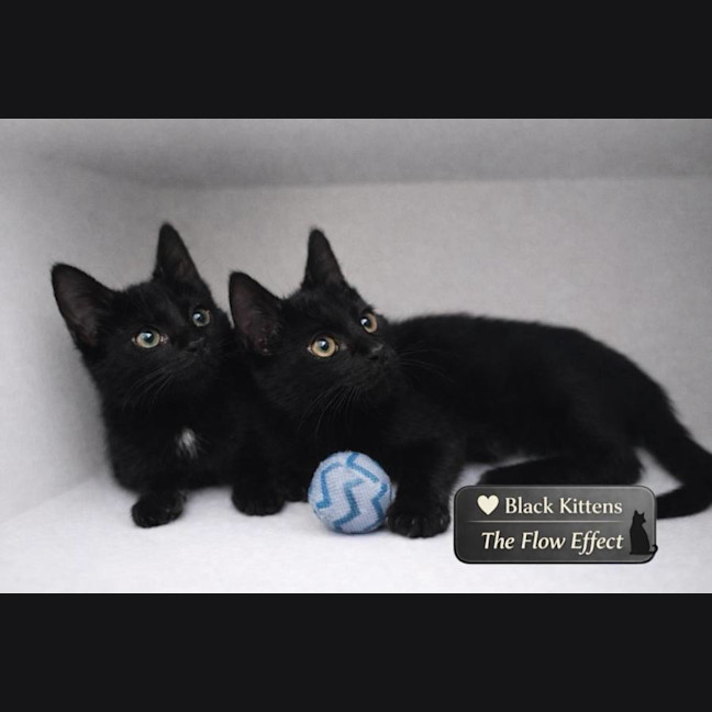 Photo of Leo And Luna 