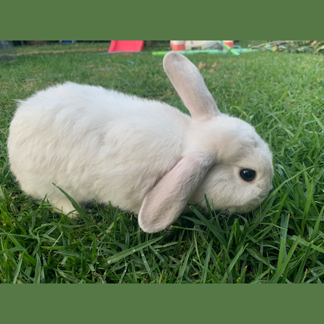 Photo of Leonardo Derabbito