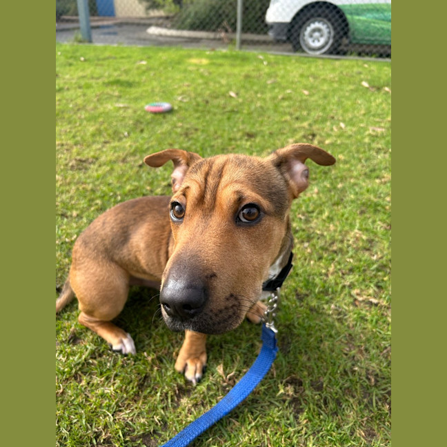 Photo of Scrappy Doo