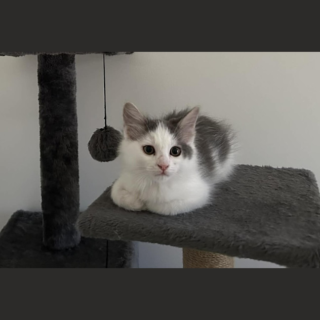 Photo of Meeko
