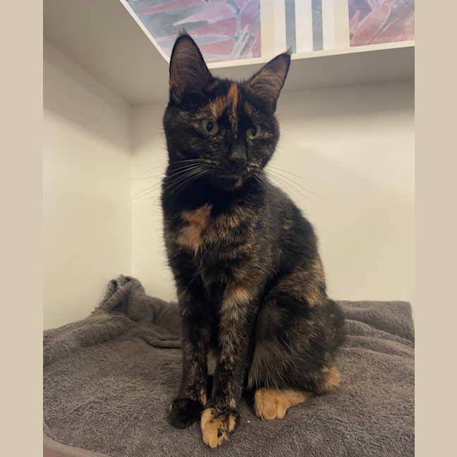 Photo of Missy