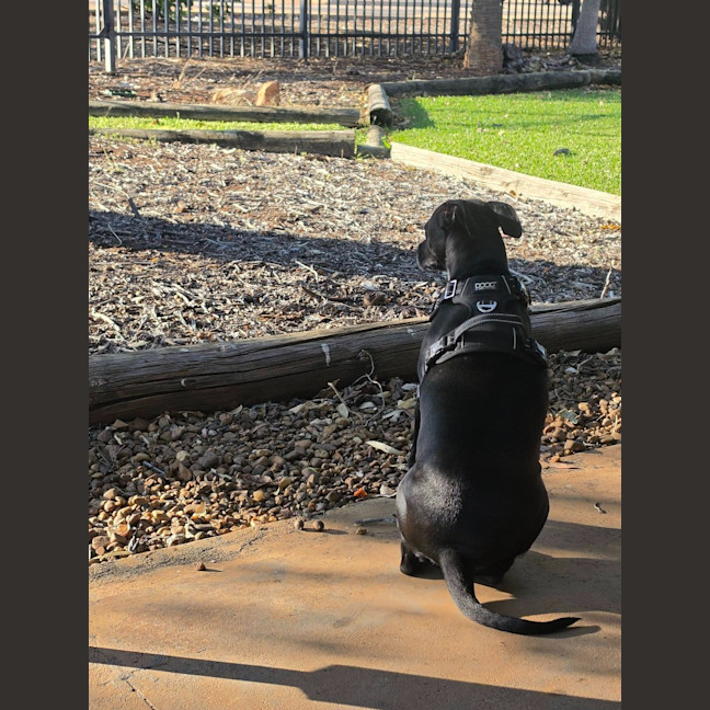 Photo of Bessie