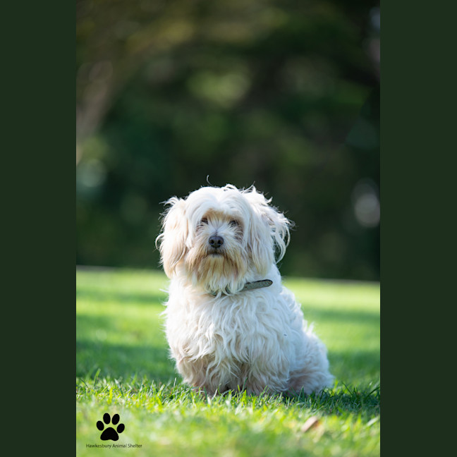 Photo of Marley