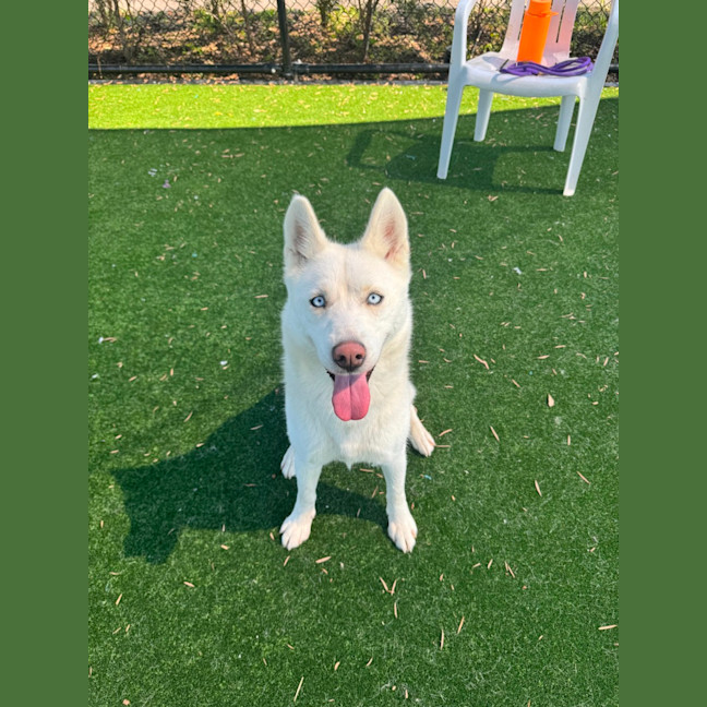 Photo of Honey Lemon Imp 2718