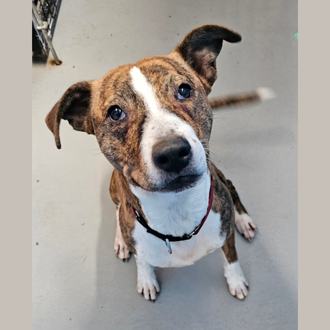Photo of Dodge