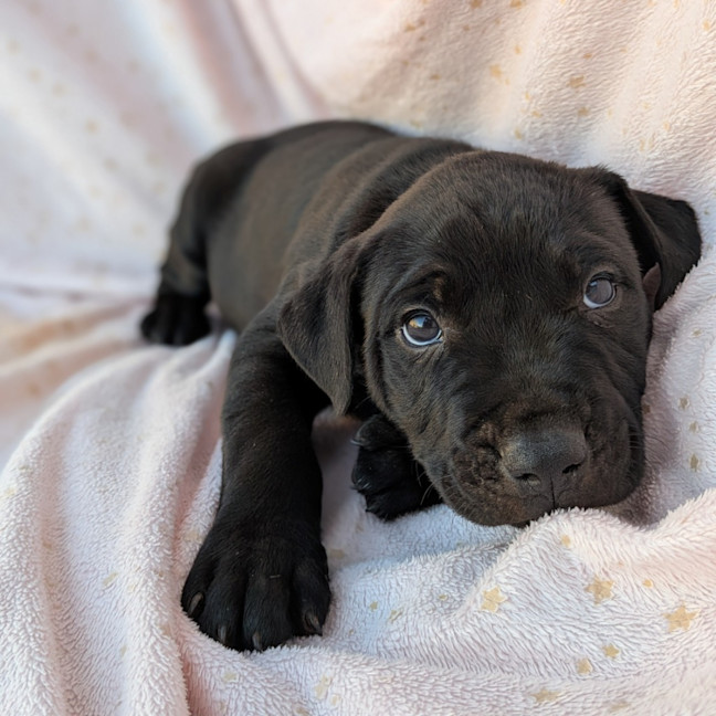 Photo of Boomer