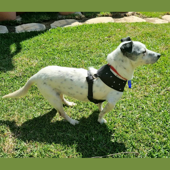 Photo of Clancy   10 Year Old Mixed Breed