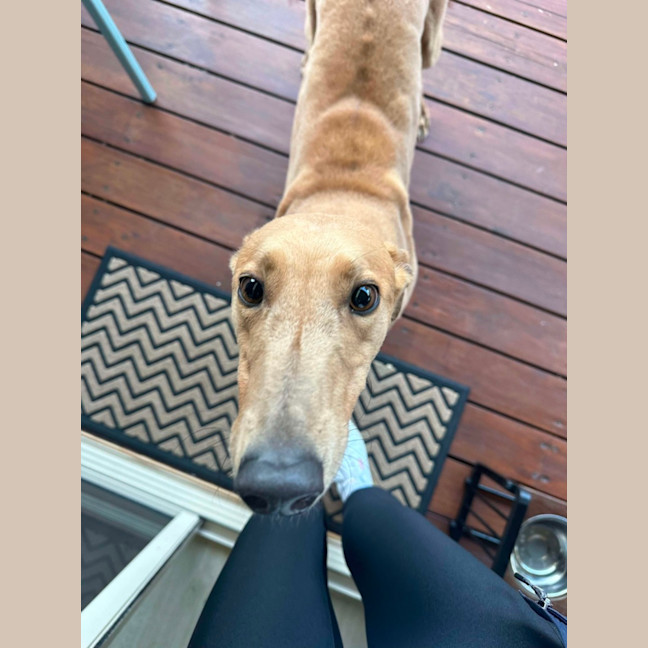 Photo of Gretel, The Greyhound