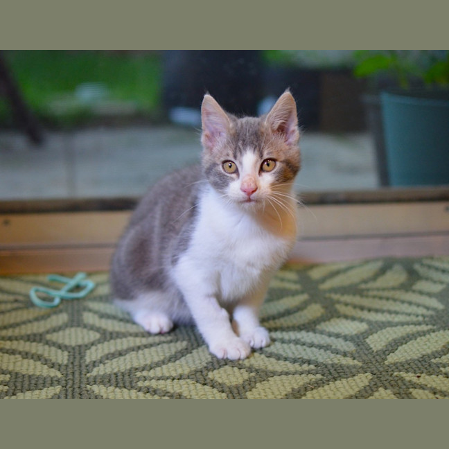 Photo of Slinky (Was Bacon)
