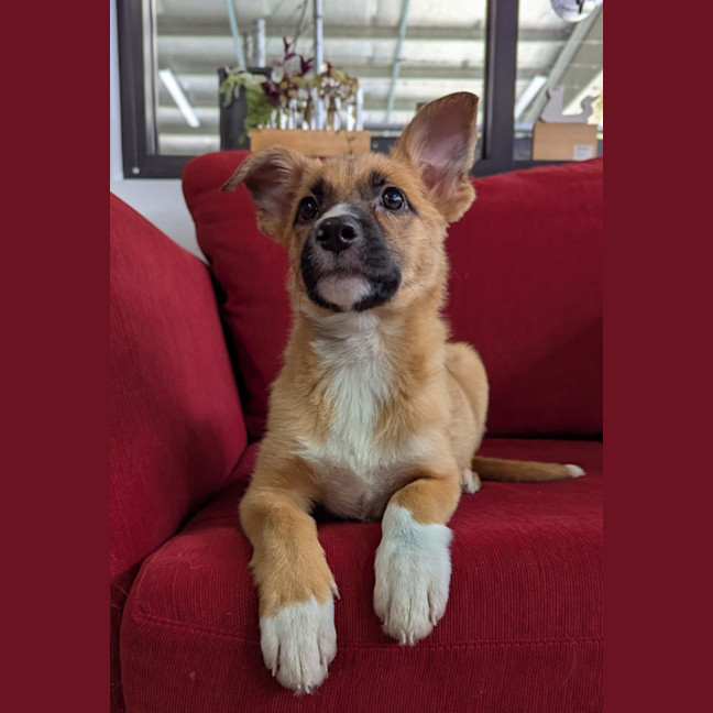 Photo of Virginia Woof