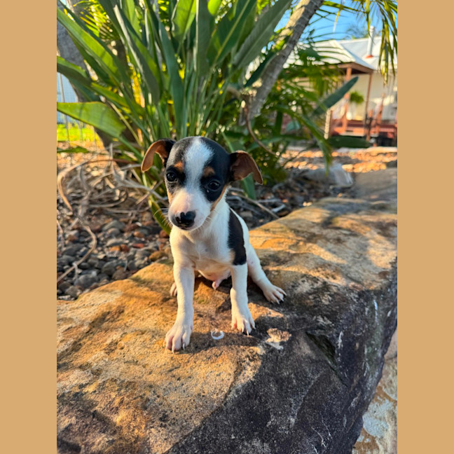 Photo of Diesel Jr (Dj)