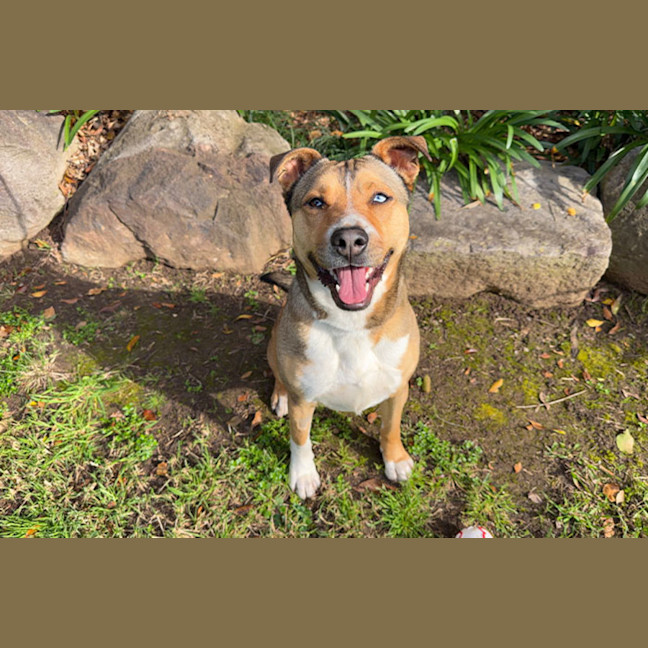 Photo of Chip
