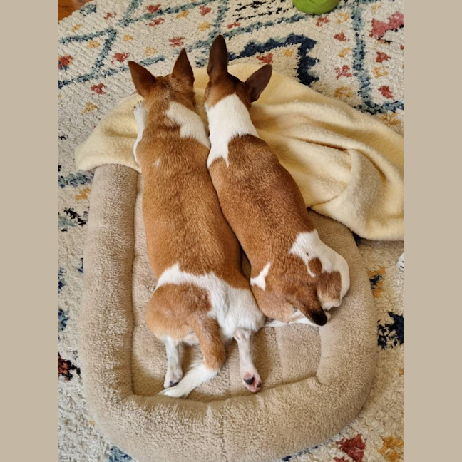 Photo of Willow & Chico