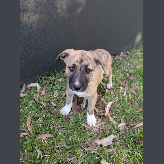 Photo of Daffodil
