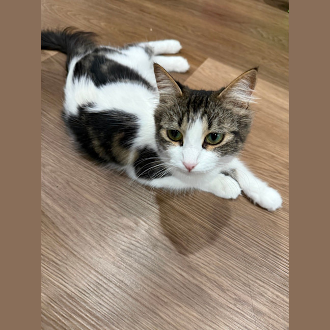 Photo of Duchess