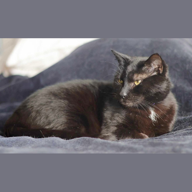 Photo of Batman Black