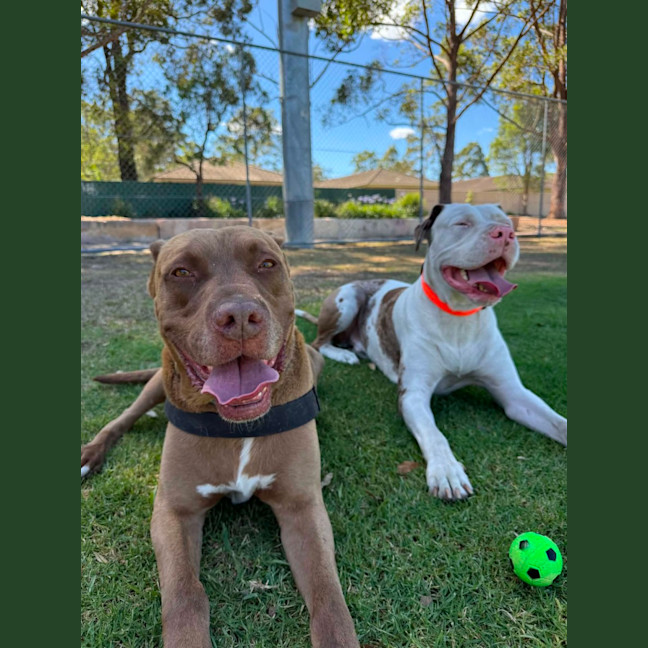 Photo of Jax   6 Year Old Mastiff X Labrador