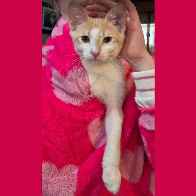 Photo of 🧡🧡 Cinnamon 🧡🧡