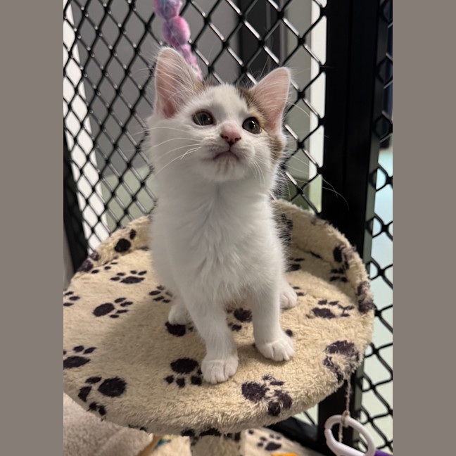 Photo of Tinkerbelle