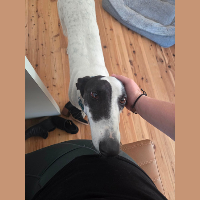 Photo of Bessie, The Greyhound