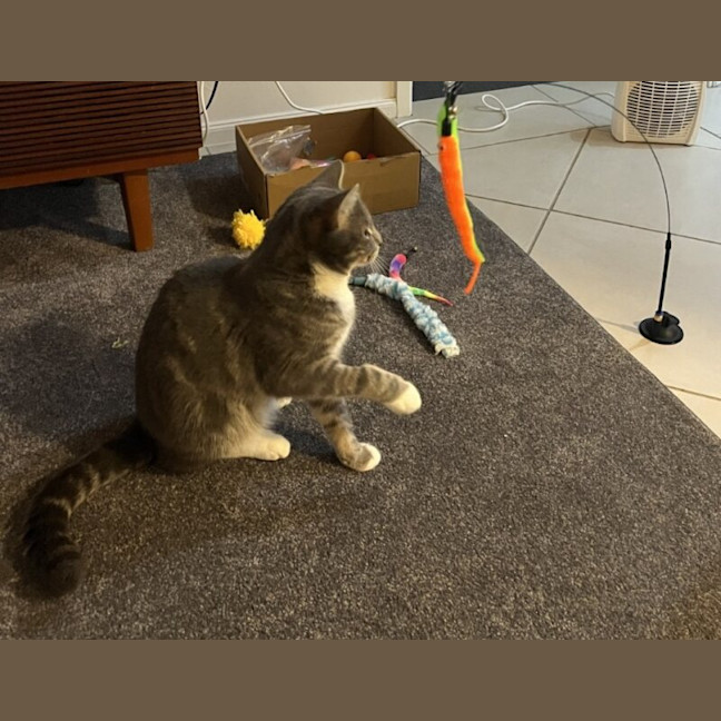 Photo of Dash