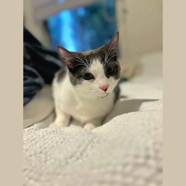 Photo of Dusty (Located In Glen Waverley)