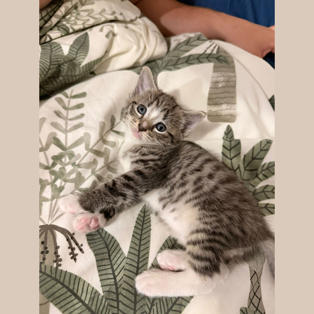 Photo of Dot