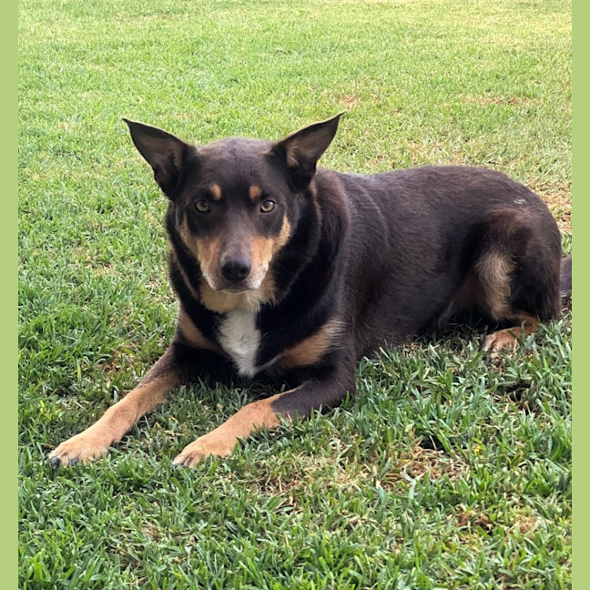 Photo of Jasper