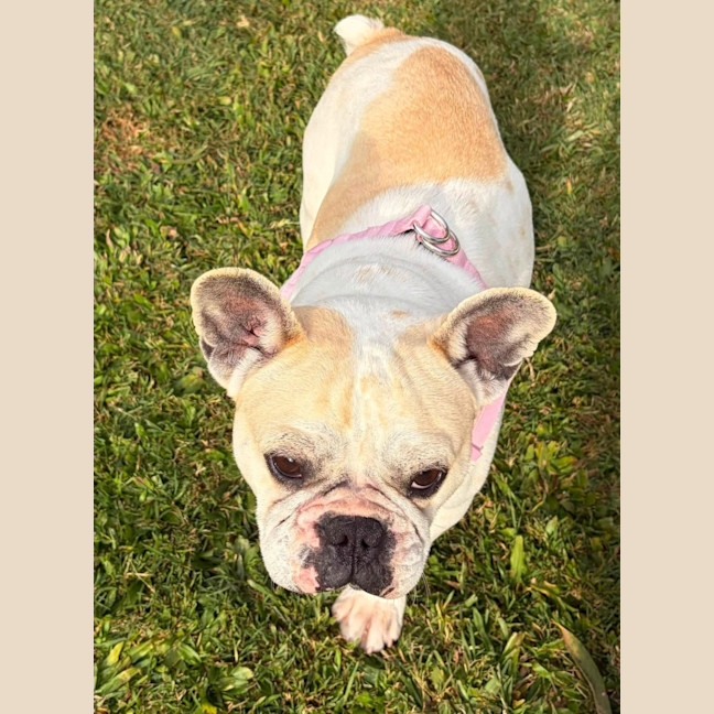 Photo of Lotus