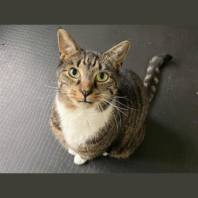 Photo of Gimli (Bonded To Evie)