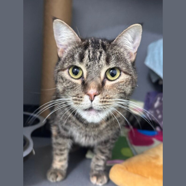 Photo of Hermes